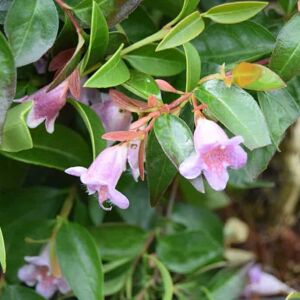 Abelia 'Edward Goucher' 20-30 cm